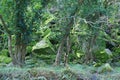 Large mossy rocks in an Irish forest in the winter season