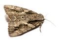 Large Moth