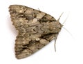 Large Moth Royalty Free Stock Photo