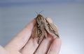 Large moth butterfly held in hand