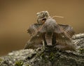 A large Moth perch on a old tree stump