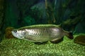 Large mother-of-pearl Scleropages jardinii fish underwater in an aquarium