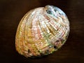 Large abalone mother of pearl Shell on a wooden table.