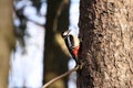 A large motley woodpecker male sits on a trunk and branches of spruce