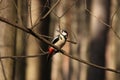 A large motley woodpecker male sits on a trunk and branches of spruce in spring sunny weather