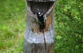 The Large mottled Woodpecker Lat. Dendrocopos major is sitting with his back to us on a wooden trough.