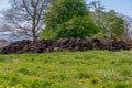 Large mound of cow manure Royalty Free Stock Photo