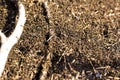 A large mound of termites, termites eat rotten trees