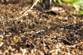 A large mound of termites, termites eat rotten trees