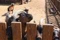 Large mountain goat. Black goats with horns in the aviary. Keeping animals on the farm, in the zoo