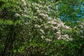 Large Mountain Laurel Shrub