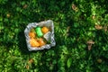 A large mountain of plastic bottles and plastic containers in the forest among the grass. Plastic trash, environmental pollution Royalty Free Stock Photo