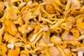 A large mountain of yellow chanterelle mushrooms Royalty Free Stock Photo