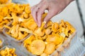 Large mountain of yellow chanterelle mushrooms Royalty Free Stock Photo