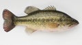Large Mouth Bass Royalty Free Stock Photo
