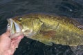 Large Mouth Bass Lipped By Angler Fishing