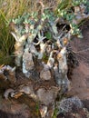 large mowed pachypodium encroaching on the path. Andringitra National Park. Madagascar