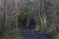 Mud Path In A Forest With Trees