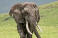 Large, muddy elephant walks through the grass in Ngorongoro Crater Tanzania Royalty Free Stock Photo