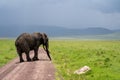 Large, muddy elephant walks through the road in Ngorongoro Crater Tanzania Royalty Free Stock Photo