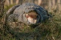 Large Mugger crocodile Crocodylus palustris basking on the river bank in Chitwan National Park, Nepal