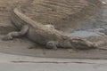 Large Mugger crocodile Crocodylus palustris basking on the river bank in Chitwan National Park, Nepal Royalty Free Stock Photo