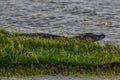 Large Mugger crocodile, Crocodylus palustris, relaxing by river, Sri Lanka Royalty Free Stock Photo