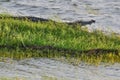 Large Mugger crocodile, Crocodylus palustris, relaxing by river, Sri Lanka Royalty Free Stock Photo