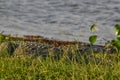 Large Mugger crocodile, Crocodylus palustris, relaxing by river, Sri Lanka Royalty Free Stock Photo