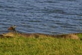 Large Mugger crocodile, Crocodylus palustris, relaxing by river, Sri Lanka Royalty Free Stock Photo