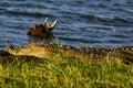 Large Mugger crocodile, Crocodylus palustris, relaxing by river, Sri Lanka Royalty Free Stock Photo