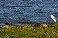 Large Mugger crocodile, Crocodylus palustris, relaxing by river, Sri Lanka Royalty Free Stock Photo