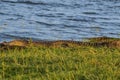 Large Mugger crocodile, Crocodylus palustris, relaxing by river, Sri Lanka Royalty Free Stock Photo