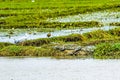 Large Mugger crocodile, Crocodylus palustris, relaxing by river, Sri Lanka Royalty Free Stock Photo