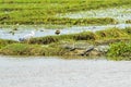 Large Mugger crocodile, Crocodylus palustris, relaxing by river, Sri Lanka Royalty Free Stock Photo