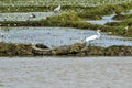 Large Mugger crocodile, Crocodylus palustris, relaxing by river, Sri Lanka Royalty Free Stock Photo