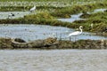 Large Mugger crocodile, Crocodylus palustris, relaxing by river, Sri Lanka Royalty Free Stock Photo