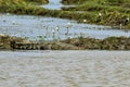 Large Mugger crocodile, Crocodylus palustris, relaxing by river, Sri Lanka Royalty Free Stock Photo