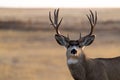 A Large Mule Deer Buck in a Field During Autumn Royalty Free Stock Photo