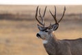 A Large Mule Deer Buck in a Field During Autumn Royalty Free Stock Photo