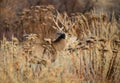 A Large Mule Deer Buck in a Field During Autumn Royalty Free Stock Photo