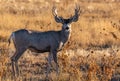 A Large Mule Deer Buck in a Field During Autumn Royalty Free Stock Photo