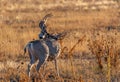 A Large Mule Deer Buck in a Field During Autumn Royalty Free Stock Photo