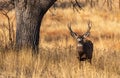 A Large Mule Deer Buck in a Field During Autumn Royalty Free Stock Photo