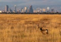 A Large Mule Deer Buck in a Field with Denver Skyline in Background Royalty Free Stock Photo