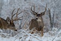 A Large Mule Deer Buck in a Field While its Snowing