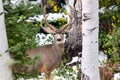 Large Mule Deer buck in a forest in Colorado Royalty Free Stock Photo