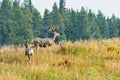 Large mule deer buck grazing on a hill with pine trees in background. Royalty Free Stock Photo