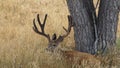 A large mule deer buck laying in the grass by a tree. Royalty Free Stock Photo