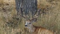 A large mule deer buck laying in the tall grass showing his huge rack. Royalty Free Stock Photo